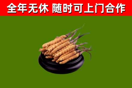 邓州市回收散虫草