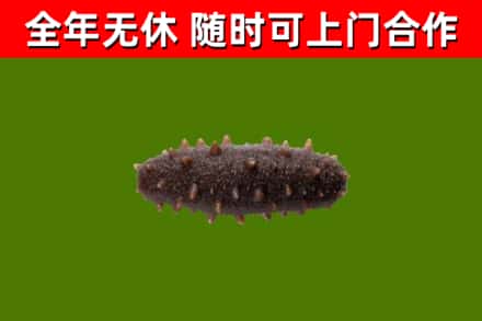 邓州市回收海参干